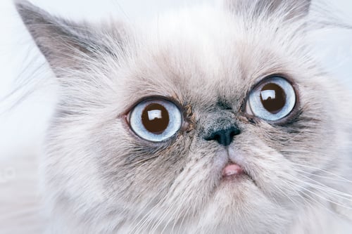 Preview: Cat with grumpy muzzle