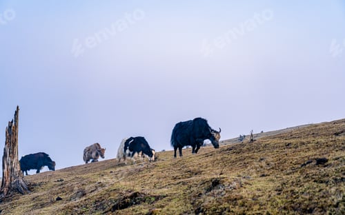 Preview: Yak grazing on Grassland on hill