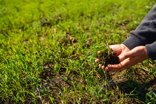 Preview: Young Green wheat seedlings in the hands of a farmer. Agronomist checks and explores sprouts of rye.