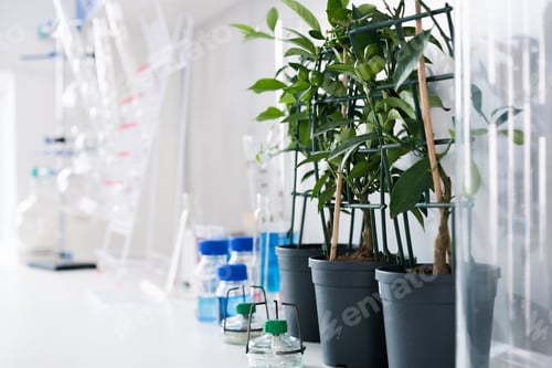 Preview: Scientific tools and plants at workplace in modern biological laboratory