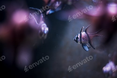 Preview: Closeup of a fish in an aquarium with its reflection under purple lights with a blurry background