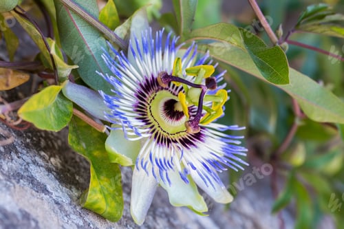 Preview: Fetid passionflower, Scarletfruit passionflower, Stinking passionflower (Passiflora foetida)