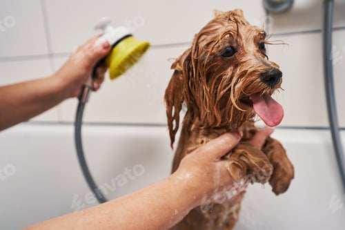 Preview: Treating your pets with care while washing them