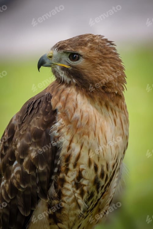 Preview: Brown falcon looking at the side with bokeh background