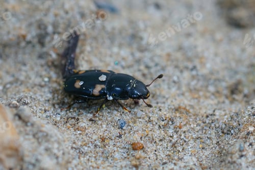 Preview: Closeup shot of the four-spotted sap beetle, (Glischrochilus quadrisignatus)