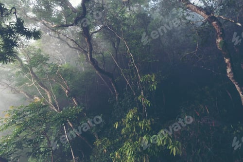 Preview: landscape view of tropical forest in Khao Yai National Park, Thailand, vintage filter image