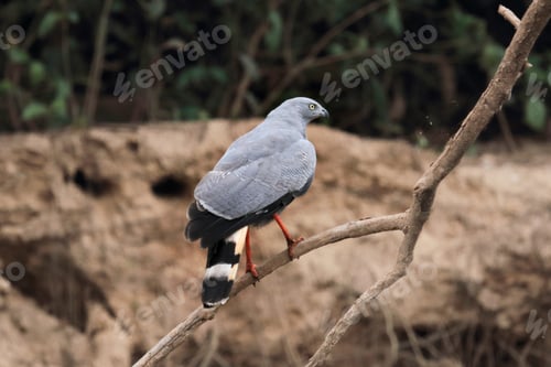 Preview: Sitting crane hawk in the Pantanal