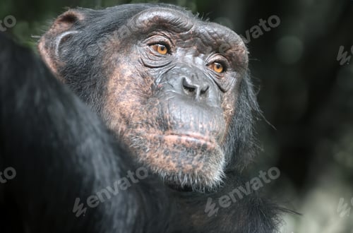 Preview: Chimpanzee primate portrait, Pan troglodytes