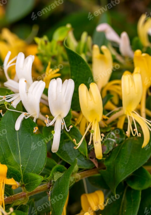 Preview: Close up group of yellow and white Honeysuckle, Lonicera etrusca
