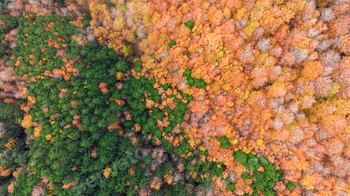 Preview: Flying Above Autumn Tree Canopy