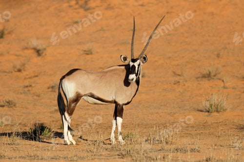 Preview: Gemsbok antelope in natural habitat