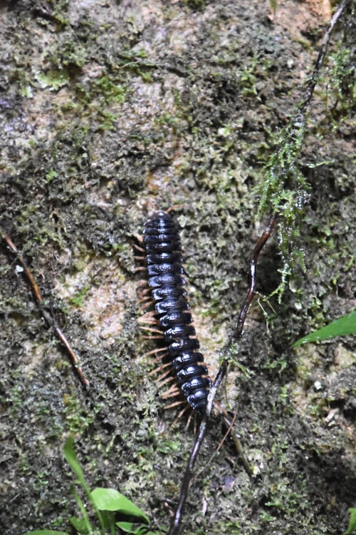 Preview: close up of a tropical rainforest centipede