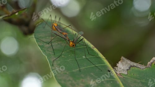 Preview: giant mosquito in australia