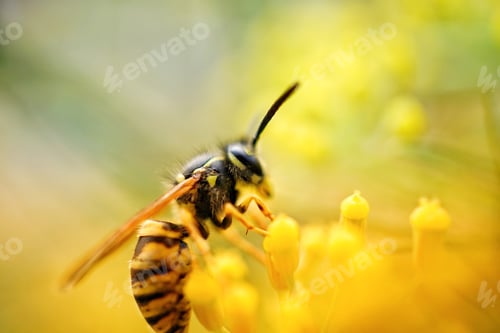 Preview: A close up of a wasp on a yellow flower with a soft focus background