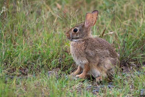 Preview: Eastern Cottontail