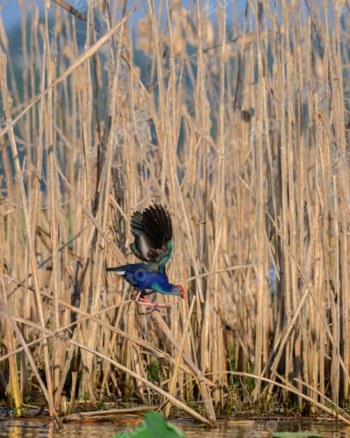 Preview: Grey-headed swamphen feeding on small insects in the reed straw in the swamp.