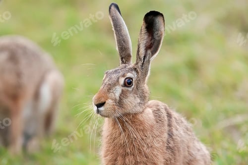 Preview: Hare in a clearing, a portrait