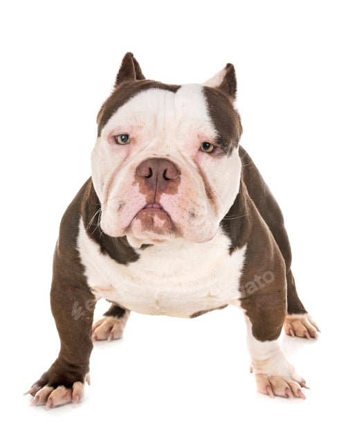 Preview: male american bully