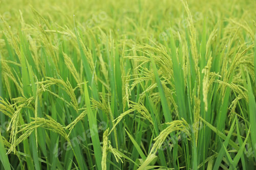 Preview: Aerial view of green rice field