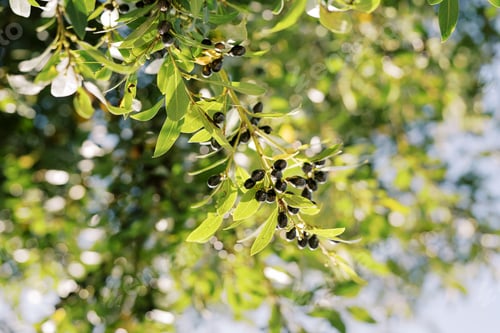Preview: Black olives among dense green foliage on tree branches in sunlight