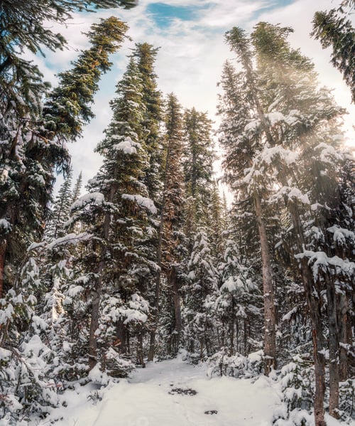 Preview: Pine forest with snow covered on winter in national park