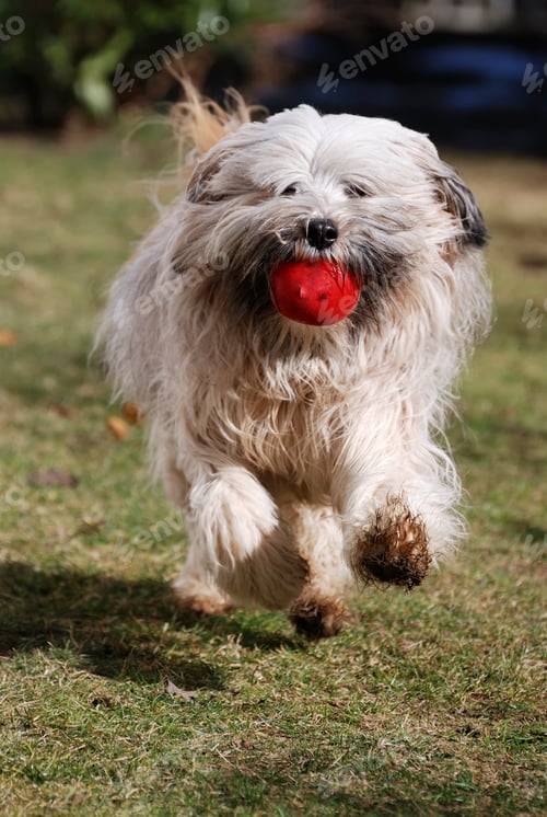 Preview: Running Tibetan terrier dog