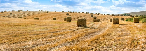 Preview: straw bales of hay on the hills of a field in stubble, panoramic view