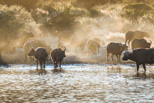 Preview: Buffalo herd in the Kruger National safari park in South Africa