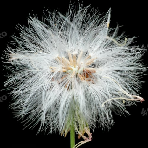 Preview: dandelion