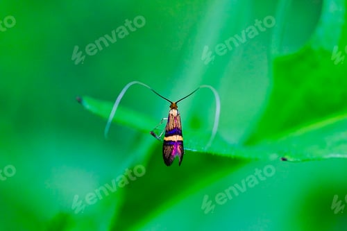 Preview: Longhorn moth (Adela degeerella) on a green leaf
