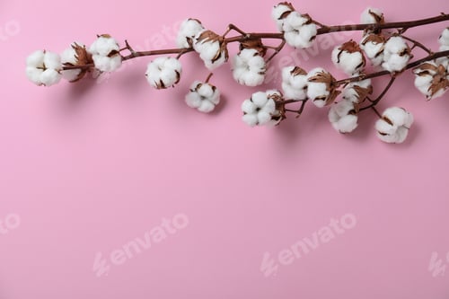 Preview: Flat lay composition with branches of cotton plant on pink background. Space for text