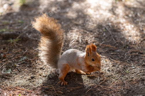 Preview: A beautiful red squirrel eats nuts in the forest.