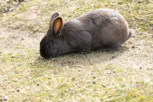 Preview: Small Rabbit Sitting on Top of Grass Covered Field