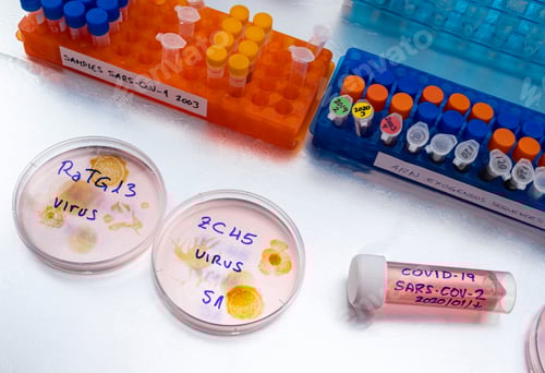 Preview: Close-up of virus samples in petri dishes