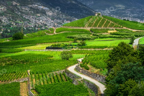 Preview: Vineyards and a road in Aymavilles. Aosta Valley, Italy