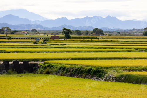 Preview: Taiwan Taichung Waipu paddy rice field