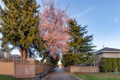 Visualização: Alley in a residential neighborhood in the city suburbs. Cherry Blossom Tree.