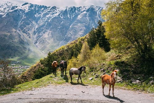 Preview: Horses Grazing On Green Mountain Slope In Spring In Mountains Of