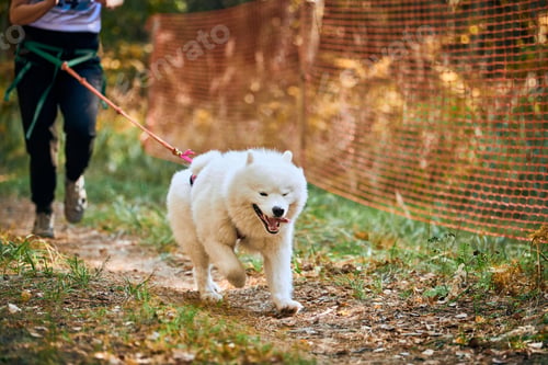 Preview: Canicross cross country running with dog, female musher running with Samoyed dog, sled dog racing