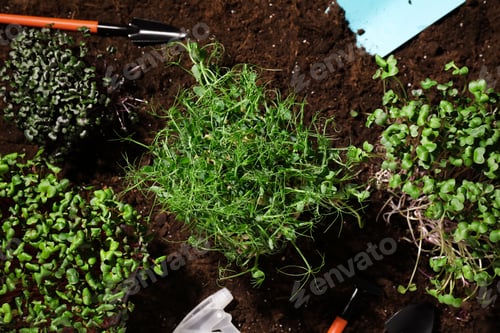 Preview: Fresh organic microgreens growing in soil, flat lay