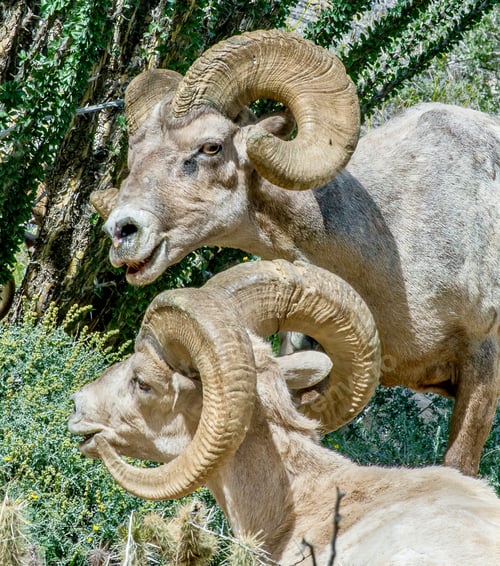 Preview: Bighorn sheep in Borrego Springs, California