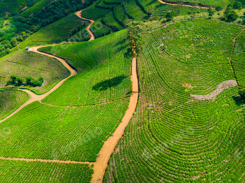Preview: Aerial view of hills with tea plantation misty morning in Sri Lanka