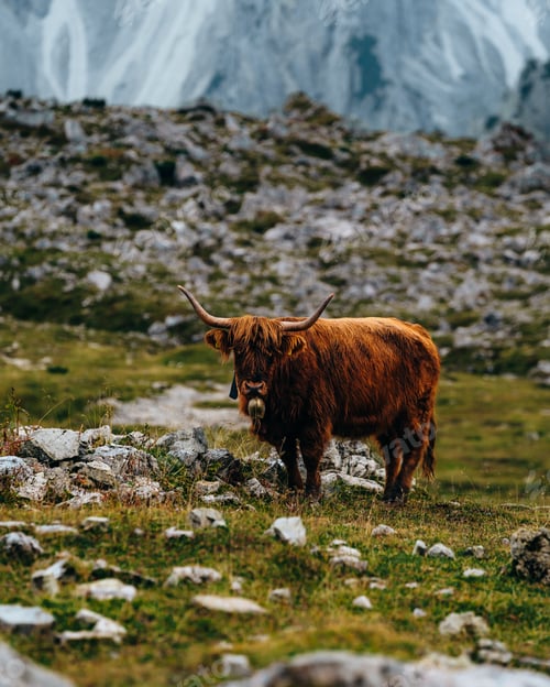 Preview: Cow in the Dolomite Mountains