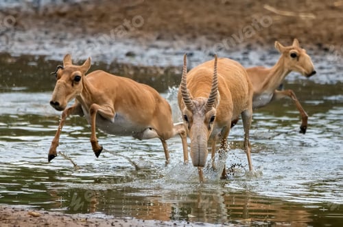 Preview: A herd of saigas gallops at a watering place