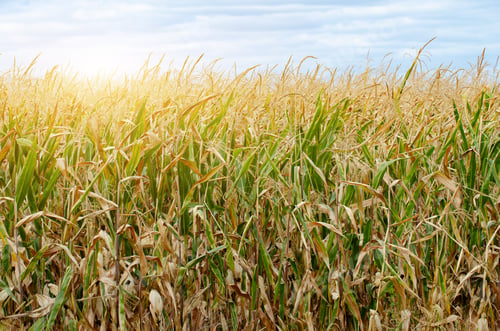 Preview: Maize corn green field summer time under daylight. Agriculture industrial background