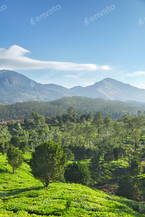 Preview: Tea plantations