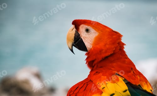 Preview: parrot / Macaw Close Up portrait