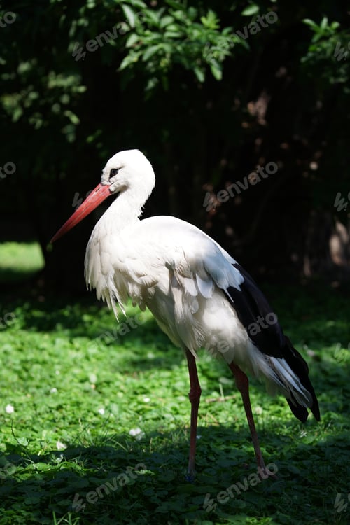 Preview: White stork in a grassy area surrounded by trees