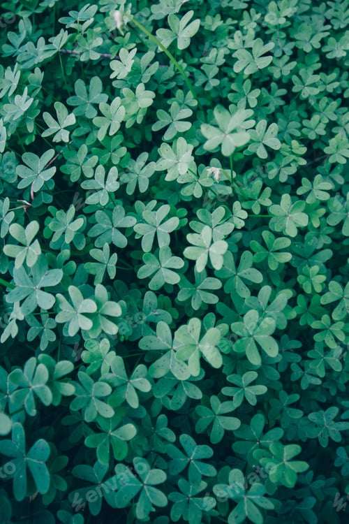 Preview: Green fresh foliage of plant