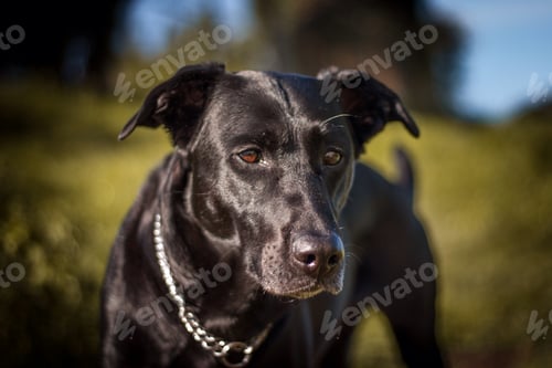 Preview: Labrador dog first plane